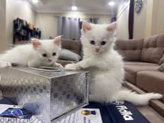 Free Adorable Kittens for Adoption