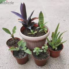 Garden plants / outdoor plants