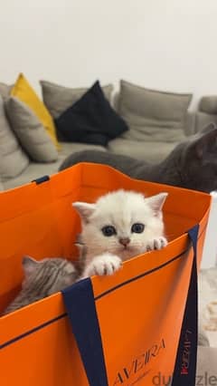 Kittens for sale - قطط للبيع