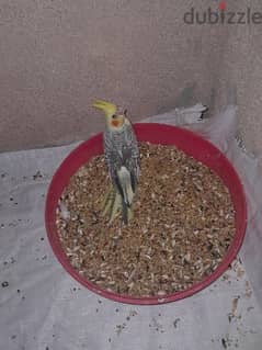 for sale cocktail v good and healthy  bird