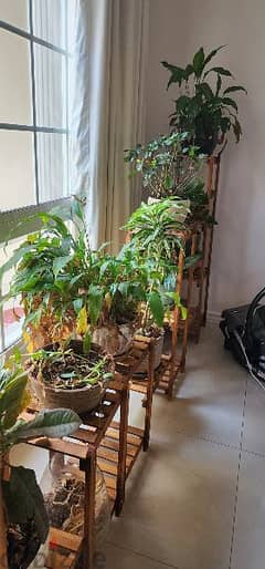 Moving from Bahrain - all house plants need to be sold