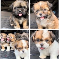 Puppies Shitzu