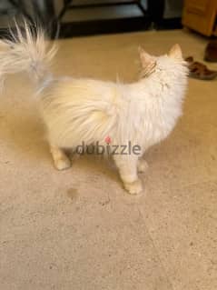 white kitten cat