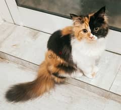 Rare Chimera Kitten For Free Adoption