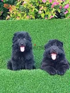 male and female German sheprd puppies long hair top level puppies