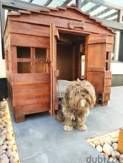 Poodle Shih-Tzu with his house