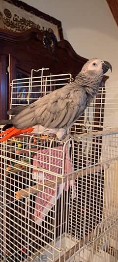 Grey african parrot - كاسيكو