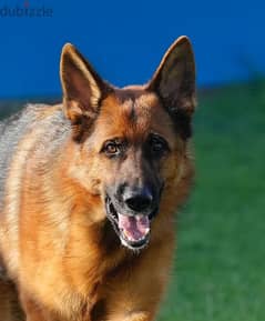 German Shepherd Male for Adoption only