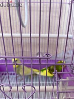 big size budgies pair for sale with cage