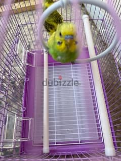budgies pair for sale home breed with brand new cage
