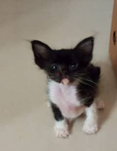 1 and half month old female kitten available for adoption