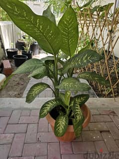Excotic show Plant for sale
