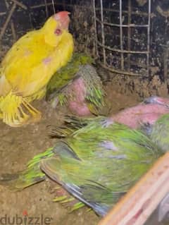 65 bd yellow ringneck and 25 bd green ringneck