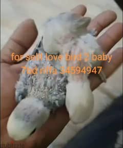 love bird baby for selll