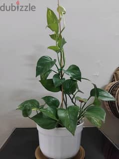 Plant