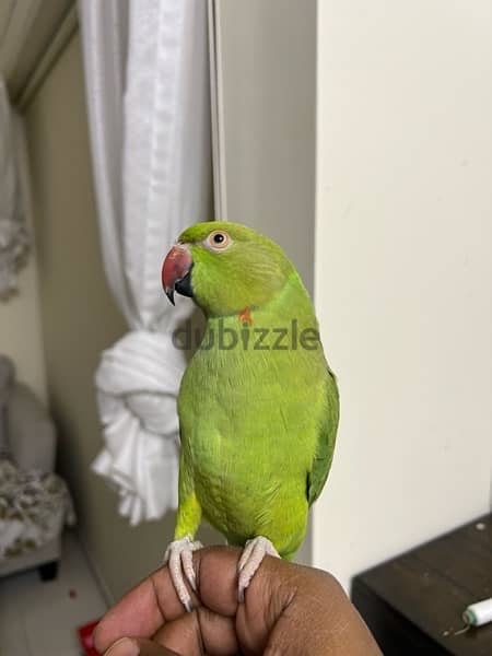 Indian ring neck Parrot 2