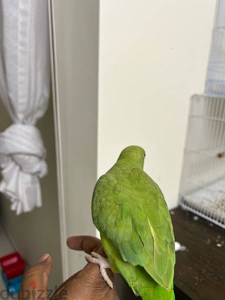 Indian ring neck Parrot 3