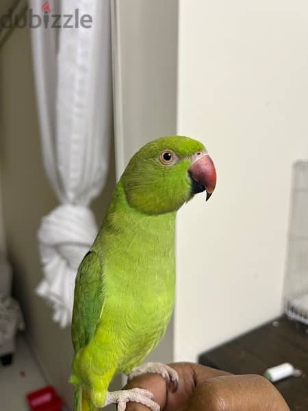 Indian ring neck Parrot 4