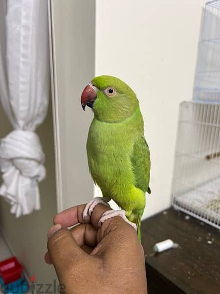 Indian ring neck Parrot 5
