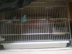 I WANT TO SALE MY BIRDS ANYBODY INTERESTED TAKE THEM GOOD PRICE