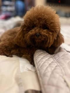 dark red female toy poodle