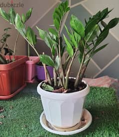 Zz (Zamioculcas zamiifolia) Plant For sale 
@ Tubli - 5.5BD