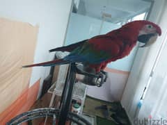 Red Green Macaw  parrot.