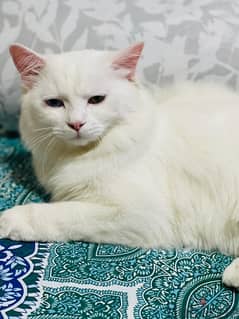 white persion cat