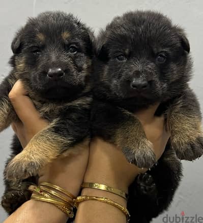 top quality German shepherd puppies يراوه جيرمن شيبرد مستوى عالي