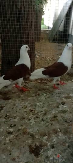 pigeon 3ps