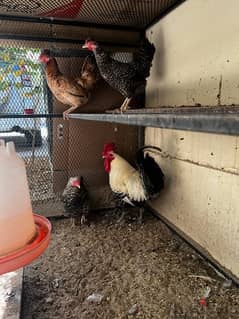 Home kept Bahraini and Fayoumi hens