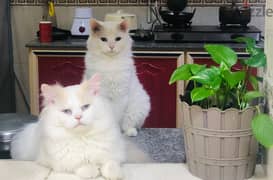 Persian Cat For Adoption (Free)