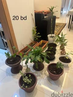 Plant and soil with pot (12 nos) for sale