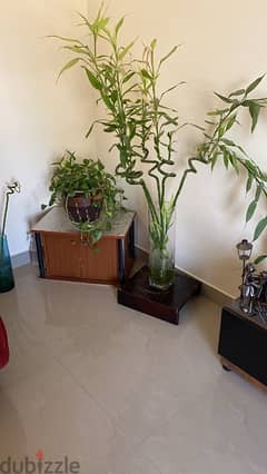 small money plant with bamboo