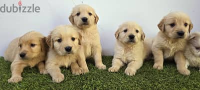 Golden retriever, Pomeranian and poodle and shitzu