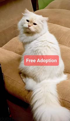 Male cat looking for caring home FREE Adoption