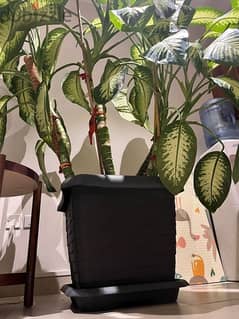 DUMB CANES PLANT FOR SALE  ( VERY BIG )