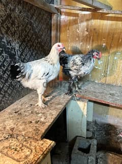 دجاج بحرين و براهما و سلكي Bahrain, brahma and silkie chickens
