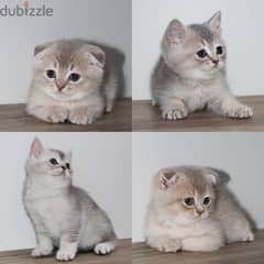 Scottish Fold kittens - سكوتش فولد