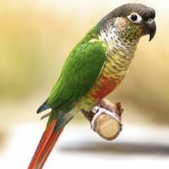 conure Green-cheeked(parrot)