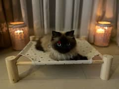 Himalayan cat looking for loving home