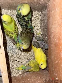 6 budgies chick for  sale