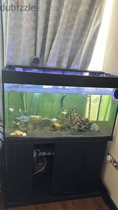 Aquarium with Fish, external filter. Co2 tank