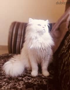 3 years old male persian cat