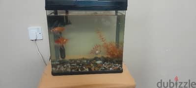 Nice and Clean Fish aquarium for sale urgently