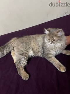 Persian cat 4 month