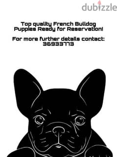 Top Quality French Bulldog Puppies ready for reservation!