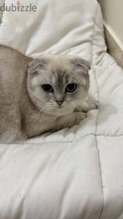Persian and scottish fold for sale