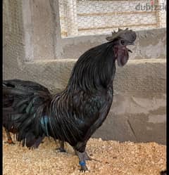 ayam cemani rooster