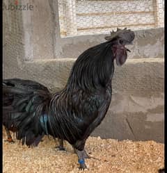 Ayam cemani rooster